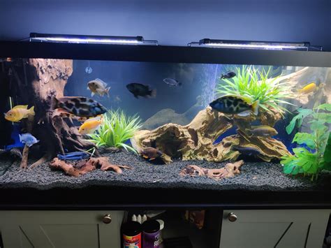 My new 75 gallon setup : r/Aquariums