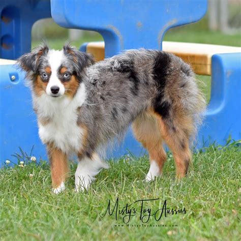 Toy Australian Shepherd Parents | Misty's Toy Aussies