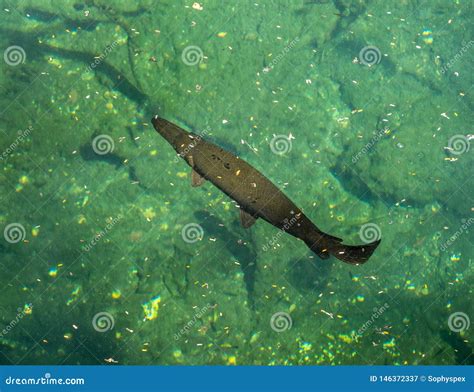 Endangered Cuban Gar Fish, Atractosteus Tristoechus, Swimming in a Cenote Stock Image - Image of ...