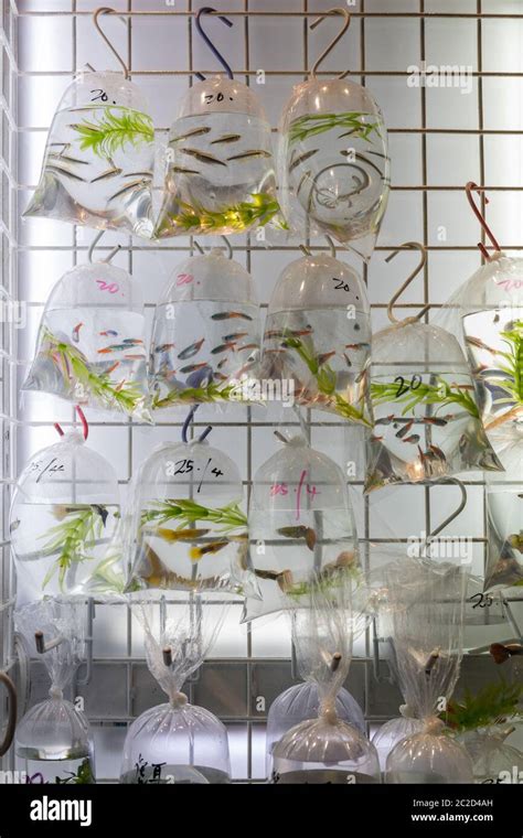 Fish Species in Bags at Pet Shop Hong Kong Stock Photo - Alamy