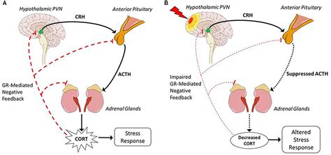 Frontiers | A Tilted Axis: Maladaptive Inflammation and HPA Axis Dysfunction Contribute to ...