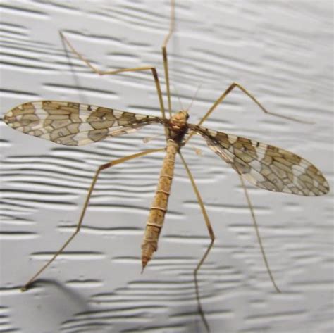 What Are The Bugs Attracted To Light | Americanwarmoms.org