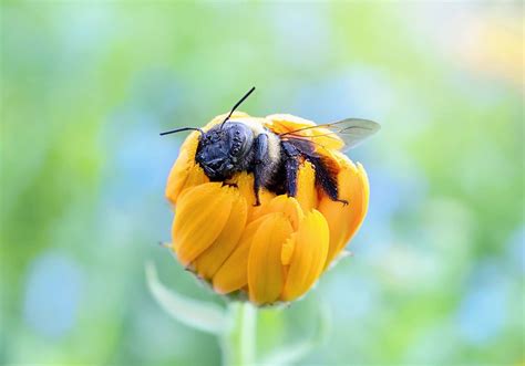 Scientists Find That Bees Aren’t Getting Enough Sleep, and a Common Pesticide Is to Blame ...