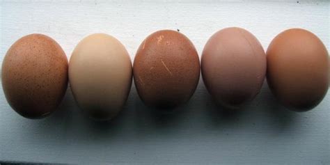 8+ Barnevelder eggs