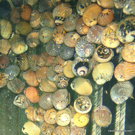 Saltwater Inverts – Tagged "Snail" – Carolina Aquatics