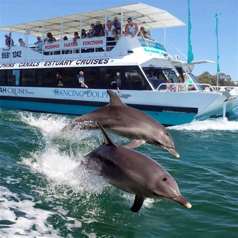 Mandurah Dolphin And Scenic Canal Cruise Trip From Perth Klook Malaysia ...