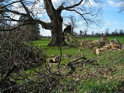 Wind damaged trees, Uffculme © Rod Moffatt cc-by-sa/2.0 :: Geograph ...