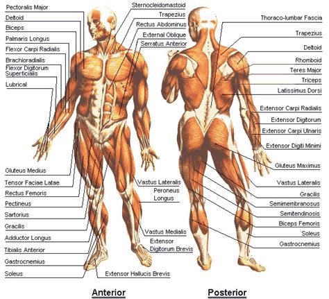 muscles of the upper body labeled - ModernHeal.com