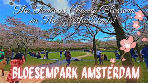 🌸 CHERRY BLOSSOM PARK AMSTERDAMSE BOS | Dutch Spring 2022 - YouTube