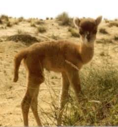 Hybrid Animals.Cama A cama is a male dromedary camel and a female llama ...