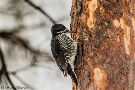 Black-backed woodpecker - song / call / voice / sound.