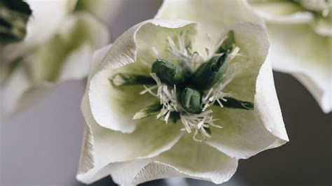 How to make paper hellebores | House & Garden