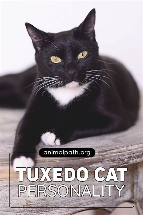 Tuxedo Cat Personality | Cat personalities, Tuxedo cat facts, Cat breeds