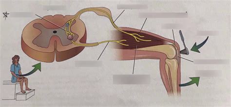 patellar reflex Diagram | Quizlet