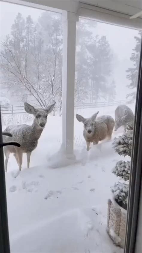 A beautiful family of deer. : r/BeAmazed