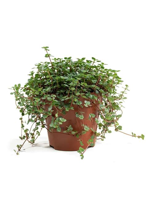 Gray Artillery Plant - Indoor Plants | Plantshop.me