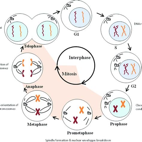 Interphase - Stage 1 Interphase Stage 2 Mitosis Stage 3 Cytokinesis Ppt ...