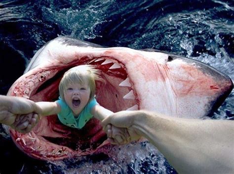 Pictures Of Baby Great White Sharks