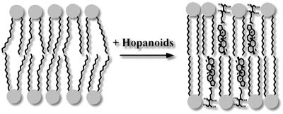 Small Things Considered: Bacterial Hopanoids – The Lipids That Last Forever