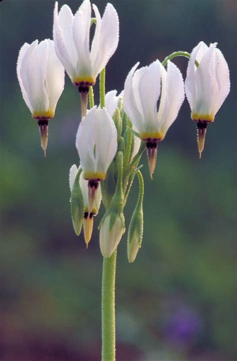 Free Images - shooting star plant flower