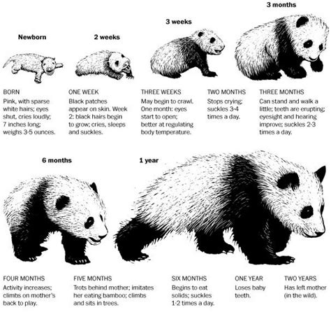 Everything you need to know about baby pandas, in one chart | Panda, Panda bear, Baby panda bears