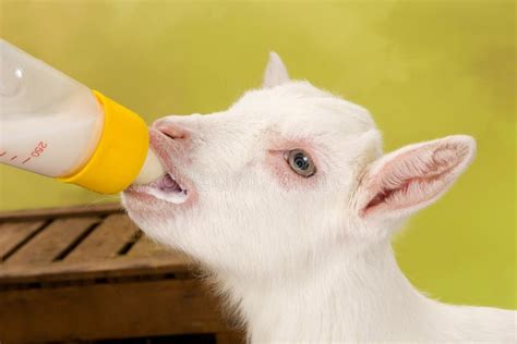 Baby goat drinking milk stock image. Image of goat, spring - 39009785