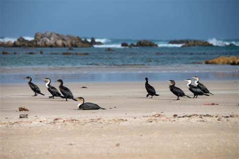 Premium Photo | Group of birds seen on shoreline