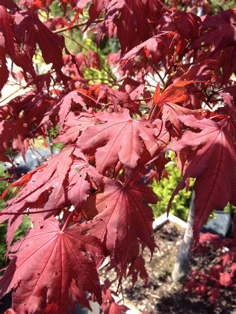 Purple Ghost Japanese Maple | Katsura Gardens