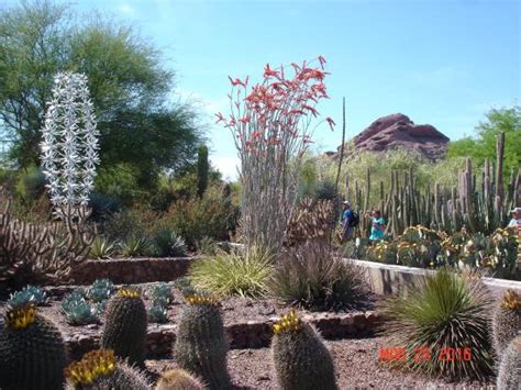 Beautiful Desert Gardens - Desert Botanical Garden, Phoenix Traveller ...