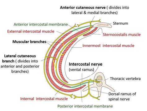 Thoracic Inlet and Thoracic wall - Anatomy QA