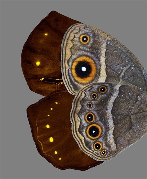 Development of eyespot patterns on butterflies