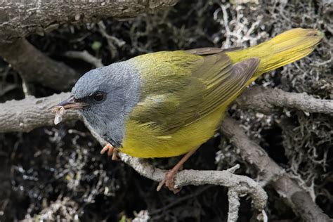 Mourning Warbler – Jeremy Meyer Photography