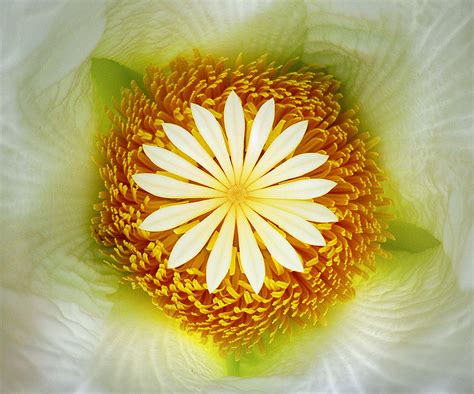 Elephant Apple Flower | Photographed at Fairchild Tropical B… | Flickr