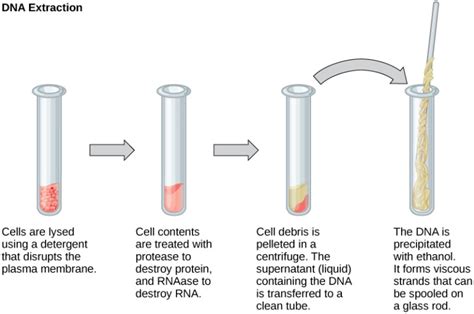 Difference Between Plant and Animal DNA Extraction | Compare the ...