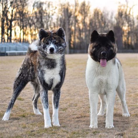 How Big Do Akitas Get? - The Akita Life