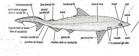 External Morphology of Scoliodon with Diagram | Dog fish