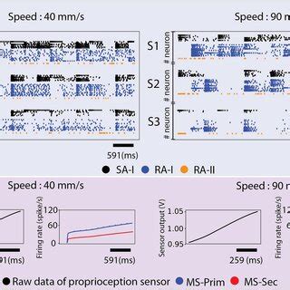 Contribution of the skin mechanoreceptors and muscle spindles in ...