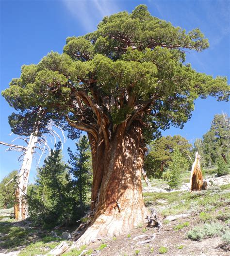 Juniperus grandis Calflora