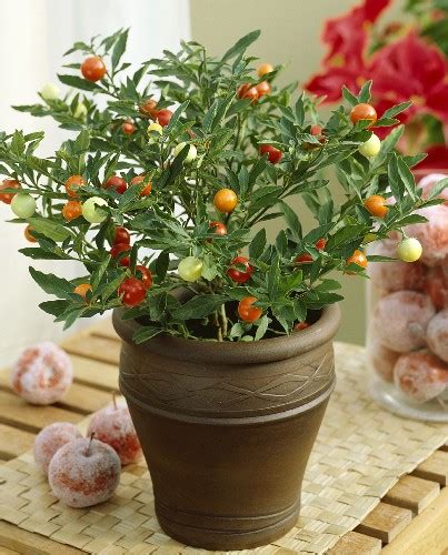 Jerusalem Cherry - Solanum - Outdoor Plants | Plantshop.me