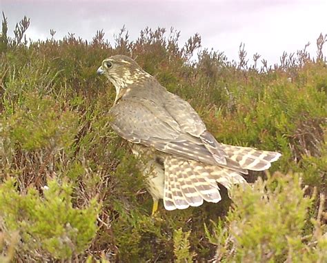 Merlin Magic – helping conserve the UKs smallest bird of prey ...