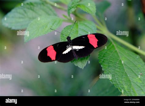 Arenal volcano wildlife hi-res stock photography and images - Alamy