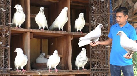 Pigeon Keeping For Beginners - How To Raise Livestock For Profit