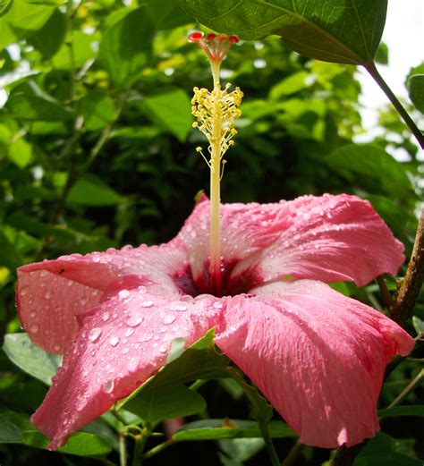 Asisbiz Hibiscus Mindoro Oriental Island Philippines 19