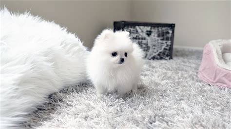 Snow White the Micro Teacup Pomeranian $̶4̶,̶5̶0̶0̶ $4,000 - Top Dog Puppies