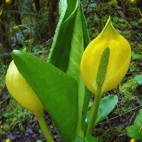 Lysichitum americanum (Skunk Cabbage) Wildflower Seeds