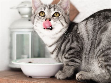 Organic Cat Food: Here Are the Top 5 Epic Brands – Petsmont