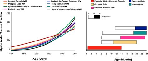 Comparison of myelin development trajectories for different white... | Download Scientific Diagram