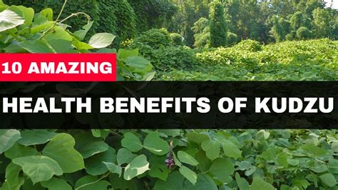 Kudzu Root Has 10 Amazing Health Benefits - YouTube