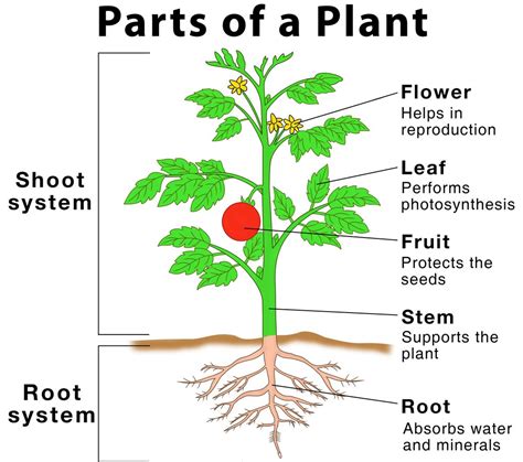 What are Parts of Plants and their Functions? - Your Info Master