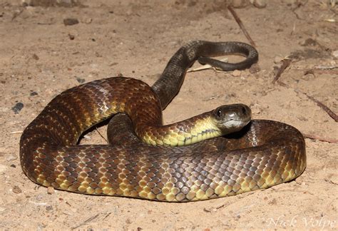 baby Tiger Snake (Notechis scutatus) | Melbourne | Nick Volpe | Flickr